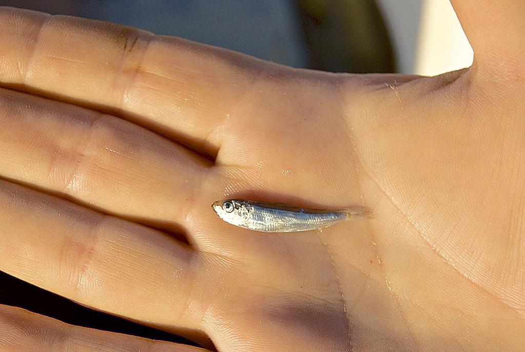 Often if you find that the fish have been slow to bite, it's because their stomachs will be filled with tiny hardyheads or jelly prawns.  If you notice this, it might pay to go back with lighter gear and smaller lures. - It's a gut feeling © Lee Brake